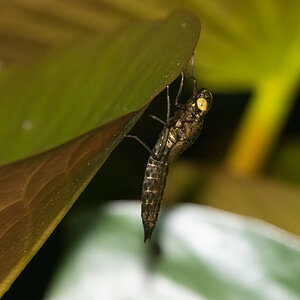 Metamorphose1.jpg