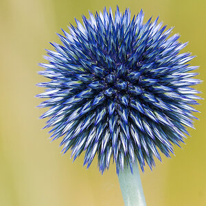 Verwilderte Kugeldistel  (1 von 1).jpg