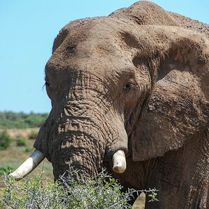 Elefantenbulle Südafrika NFF.jpg