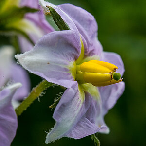 Kartoffelblüte (1 von 1).jpg