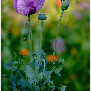 286 SIn der Bünte – Lila Mohn