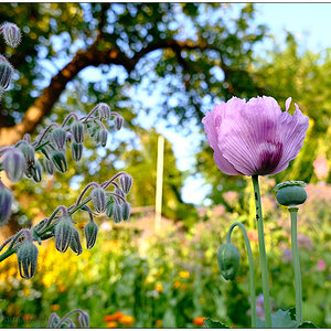 287 In der Bünte – Lila Mohn vor Gemüsebeet