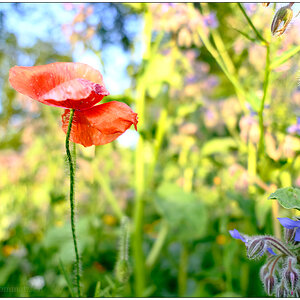 288 In der Bünte – Roter Mohn im Gemüsebeet