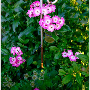 289 In der Bünte – Erste Blüten der Mozart-Rose