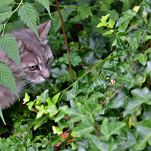 katze_auf_lauer_1200.jpg