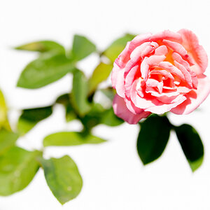 Z6H_0910.jpg