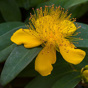 Großkelchiges Johanniskraut (1 von 1).jpg