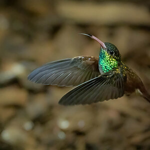Kolibri