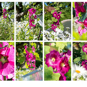 318 In der Bünte – Stockrosen-Collage