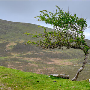 DZ7_4693.jpg