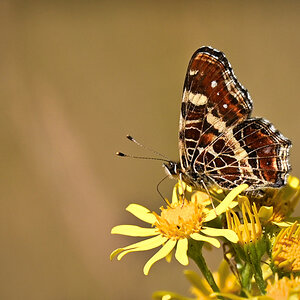 DSC_4408.jpg