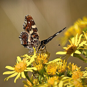 DSC_4411.jpg