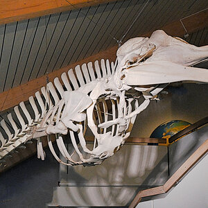 Eins von vielen Ausstellungsstücken im Natureum