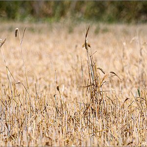 D50_8271.jpg