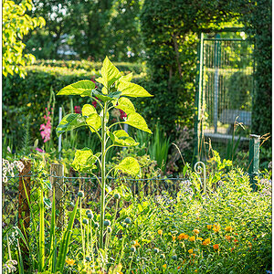 334 In der Bünte – Sonnenblume im Gemüsebeet