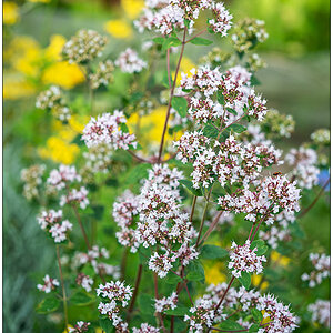 336 In der Bünte – Blüte