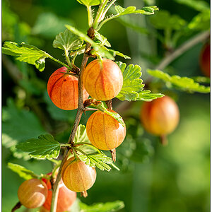 338 In der Bünte – Rote Stachelbeeren