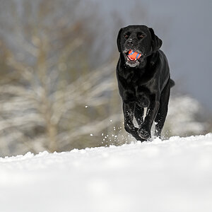 Schnee_-6.jpg