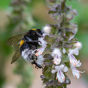 Hummel (1 von 1).jpg