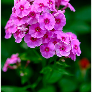 343 In der Bünte – Phlox (24. Juli 2022)