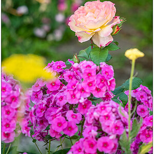 345 In der Bünte – Phlox mit Rosenblüte (28. Juli 2022)