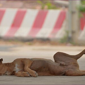 comp_2Doggy.jpg