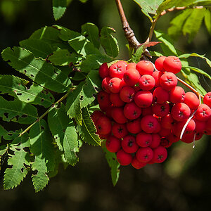 Vogelbeeren (1 von 1).jpg