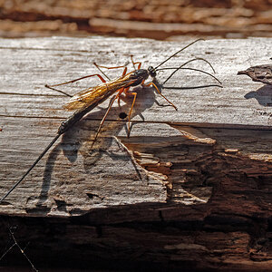 D50_5581_Schlupfwespenart_IA_10_2021.jpg