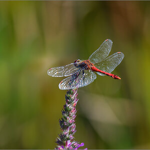 D50_8318-Bearbeitet.jpg