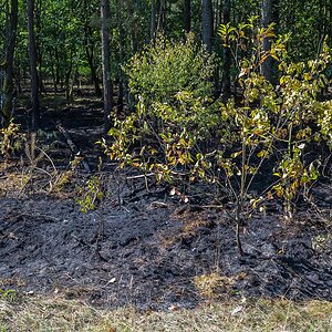 Böschungsbrand (1 von 1).jpg