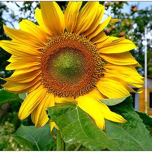 349 In der Bünte – Sonnenblume