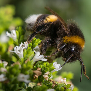 Erdhummel frontal (1 von 1).jpg
