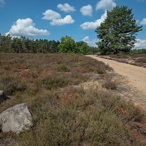 Trockenheide 3 (1 von 1).jpg