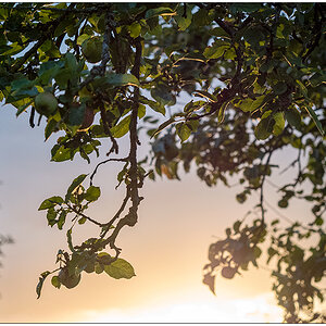 356 In der Bünte – Sonnenuntergang hinterm Apfelbaum