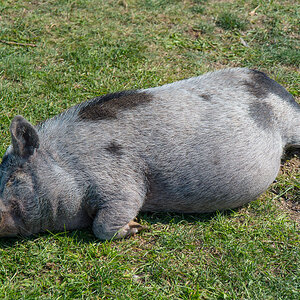 Siesta  (1 von 1).jpg