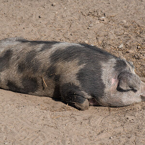 Siesta 2 (1 von 1).jpg