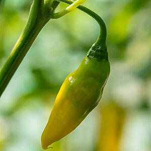 Habanero Lemon (1 von 1).jpg