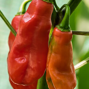 Habanero Mora 2 (1 von 1).jpg
