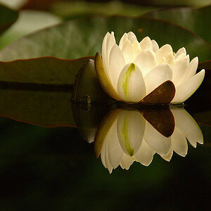 Seerose Weis