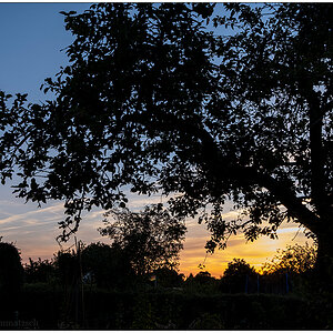 367  In der Bünte – Sonnenuntergang hinterm Apfelbaum
