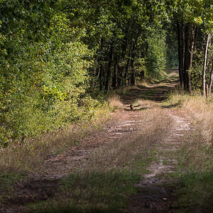 Nutria 1 (1 von 1).jpg