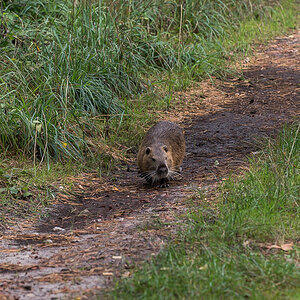 Nutria 2-1.jpg
