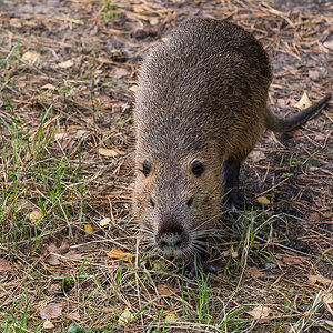 Nutria 3-1.jpg