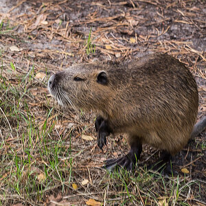 Nutria 4-1.jpg