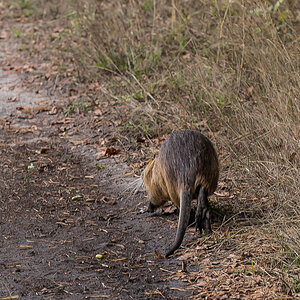 Nutria 5-1.jpg