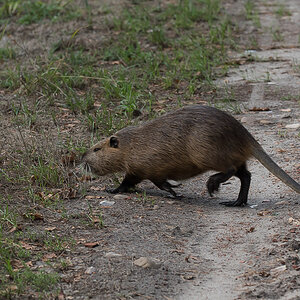 Nutria 6-1.jpg