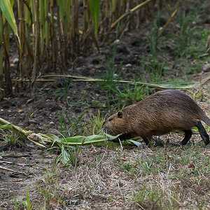 Nutria 7-1.jpg