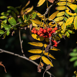 Herbstfarben (1 von 1).jpg