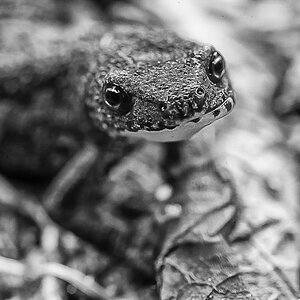 Molch BW (1 von 1).jpg