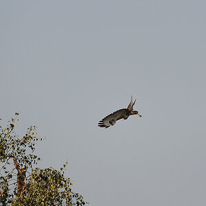 Bussard04